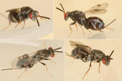 Monodontomerus sp.